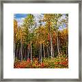 Birch Trees Turn To Gold Framed Print