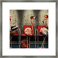 Bird - Flamingo - Wading Room Framed Print