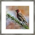 Bird On A Branch Framed Print