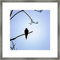 Mourning Dove Silhouette - Blue Skies Framed Print