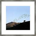 Birds Above Pasture Framed Print