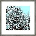 Birds In The Silhouetted Tree Framed Print