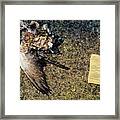 Birds Framed Print