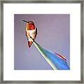 Birds Of Paradise Framed Print