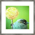 Birdy Nam Nam Framed Print