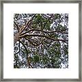 Birr Tree Canopy Framed Print