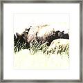 Bison Cow And Calf Framed Print