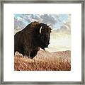 Bison On The Sea Of Grass Framed Print
