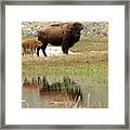 Bison Red Dog With A Wary Eye Framed Print