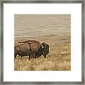 Bison Standing Alone Framed Print