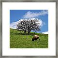 Bison Tree Framed Print
