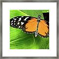 Black And Orange Framed Print