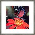 Black And Red Butterfly On Red Flower Framed Print