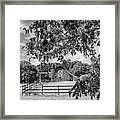 Black And White Country Barn In The Dogwoods Framed Print