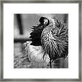 Black And White Crane Framed Print