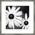 Black And White Rudbeckia Flowers Framed Print