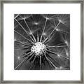 Black And White Dandelion Framed Print