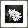 Black And White Flower Framed Print