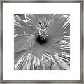 Black And White Hibiscus Framed Print