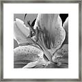 Black And White Lily 1 Framed Print