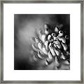 Black And White Macro Flower Framed Print