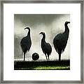 Black  And  White  Peacocks  On  The  Football  Field  3b3ebfca  C647  4896  9f63  888a6be936bb By A Framed Print