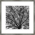 Black And White Tree The Cheekwood Estate And Gardens Nashville Tennessee Framed Print