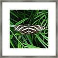 Black And Yellow Butterfly Framed Print