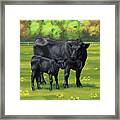 Black Angus Cow And Cute Calf In Summer Pasture Framed Print
