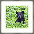Black Bear Bean Breakfast Framed Print