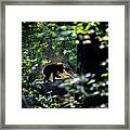 Black Bear Cub Heading Back Into The Deep Forest Framed Print