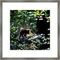 Black Bear Cub Heading Back Into The Forest Framed Print