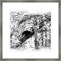 Black Bear Cub In Tree Paintography Framed Print