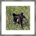 Black Bear In The Cove Framed Print