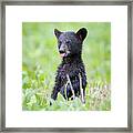 Black Bear Tongue Framed Print