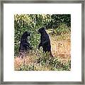 Black Bears Wrestling - Canadian Wildlife Framed Print
