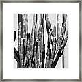 Black California Series - Cactus Style Framed Print