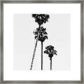 Black California Series - Hollywood Palm Trees Framed Print