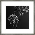 Black California Series - L.a Palm Trees Framed Print