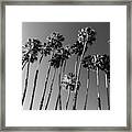 Black California Series - Palm Trees Family Framed Print