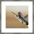 Black Chinned Hummingbird 5 Framed Print