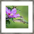 Black-chinned Hummingbird Framed Print