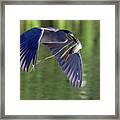 Black-crowned Night Heron With Fish 5049-022721-2 Framed Print