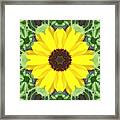 Black Eyed Susan #2 Framed Print