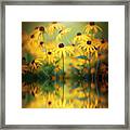 Black-eyed Susan Framed Print