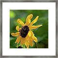 Black Eyed Susan Framed Print