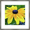 Black Eyed Susan Portrait Framed Print