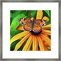 Black Eyed Susan With Butterfly Framed Print