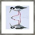 Black-necked Stilt #1 Framed Print