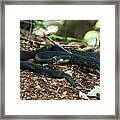 Black Rat Snake Framed Print
